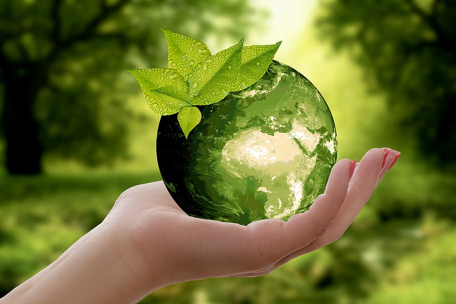 nature earth sustainability leaf